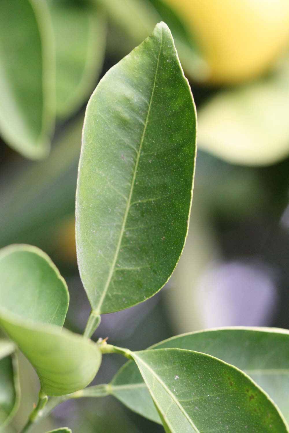              Unifoliolate leaf (Goutoucheng, Riverside, CA)       